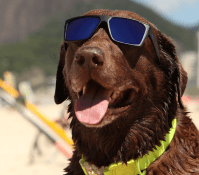 Família de cães surfistas vai em busca do sétimo título mundial