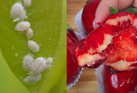 Inseto esmagado é usado no morango do amor? Entenda a polêmica