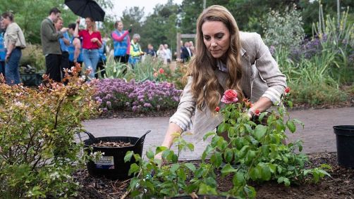 Kate Middleton, Princesa de Gales, planta uma rosa durante uma visita ao Jardim de Bem-Estar da RHS no Hospital Colchester, em 2 de julho de 2025