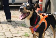 Vira-lata que detecta sangue humano vira novo cão perito da polícia de SP
