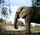 Após luta contra zoológicos, última elefanta da Argentina chega ao Brasil