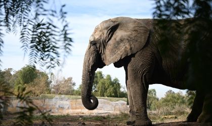 Após luta contra zoológicos, última elefanta da Argentina chega ao Brasil