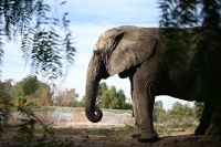 Após luta contra zoológicos, última elefanta da Argentina chega ao Brasil