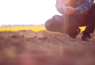 COP30: Agricultura regenerativa pode gerar crédito de carbono