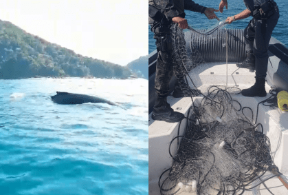 Baleia jubarte é resgatada presa em rede de pesca no litoral de SP