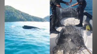 Baleia jubarte é resgatada presa em rede de pesca no litoral de SP