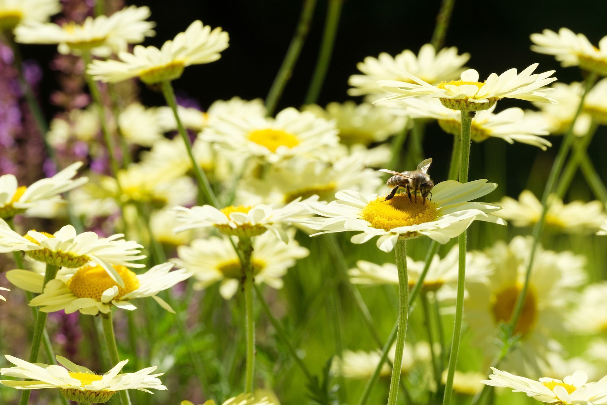 O Pollinator Pathmaker no Serpentine em Londres é uma escultura viva feita de plantas • Royston Hunt/Courtesy Alexandra Daisy Ginsberg Ltd via CNN Newsource
