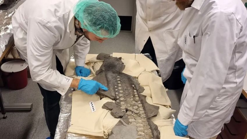 O estudo da anatomia de redução de ruído da nadadeira fóssil pode inspirar soluções para mitigar a poluição sonora humana nos mares • Katrin Sachs/Universidade de Lund/Divulgação