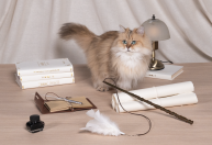 "Harry Potter" inspira nova linha de produtos especiais para gatos