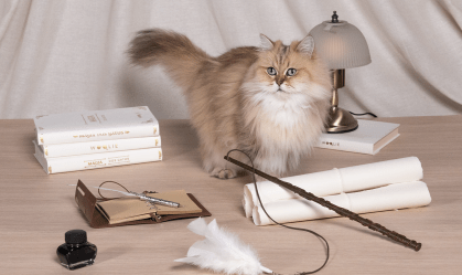 "Harry Potter" inspira nova linha de produtos especiais para gatos