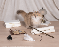 "Harry Potter" inspira nova linha de produtos especiais para gatos