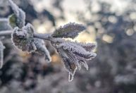 SC amanhece com 27 cidades abaixo de zero; mínima foi de -5,9°C