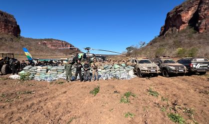 Vídeo: plantação de 130 mil pés de maconha é encontrada no Piauí