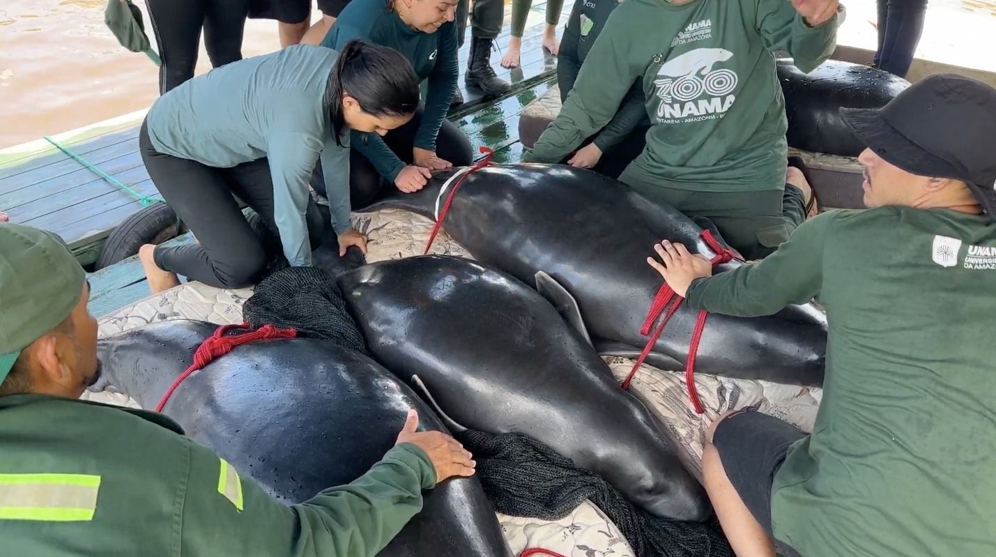 Imagem de destaque do post: Após reabilitação, peixes-boi ameaçados de extinção retornam à natureza