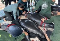 Após reabilitação, peixes-boi ameaçados de extinção retornam à natureza