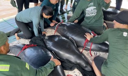Imagem de destaque do post: Após reabilitação, peixes-boi ameaçados de extinção retornam à natureza