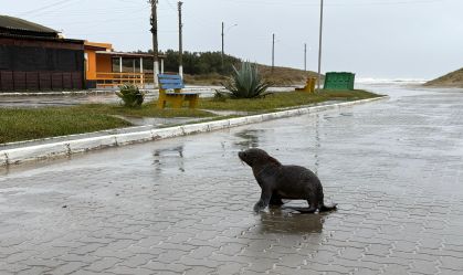 Vídeo: lobo-marinho se refugia em ruas de cidade do RS durante ciclone