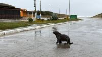 Vídeo: lobo-marinho se refugia em ruas de cidade do RS durante ciclone