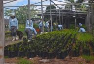 Detentos cultivam mais de 50 mil mudas para COP30 em Belém