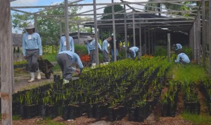 Detentos cultivam mais de 50 mil mudas para COP30 em Belém