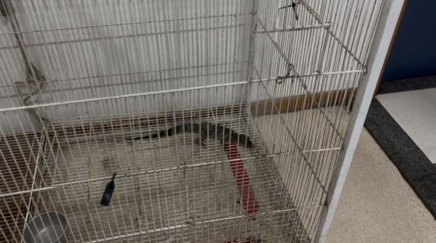 Filhote de jacaré apreendido durante operação em Manguinhos, Zona Norte do Rio • Reprodução