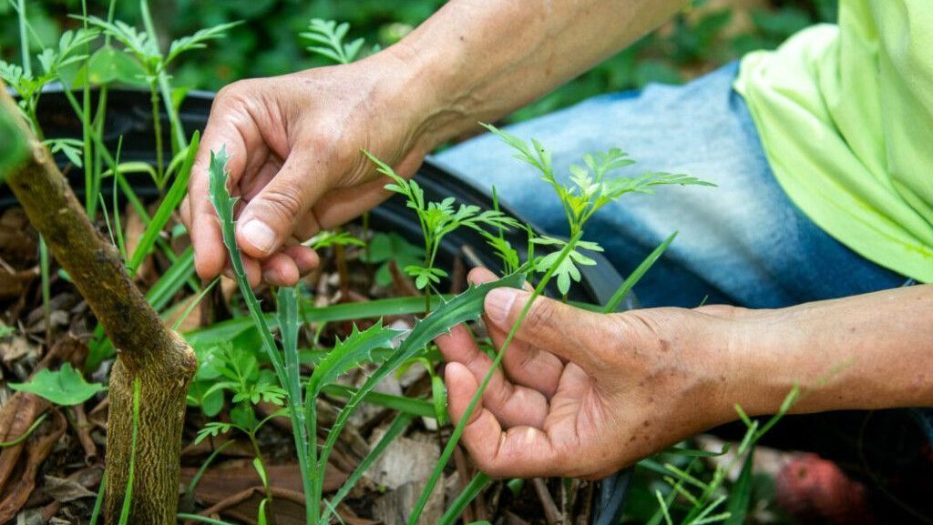 Capacidade de sequestro de CO2 se mantém após 30 a 40 anos da adoção de sistemas conservacionistas de manejo