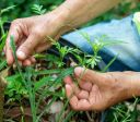 Diversificar culturas agrícolas pode mais que dobrar a fixação de carbono