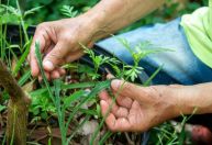 Diversificar culturas agrícolas pode mais que dobrar a fixação de carbono