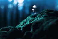 Como substâncias como ayahuasca e LSD podem tratar saúde mental? Entenda