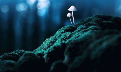 Como substâncias como ayahuasca e LSD podem tratar saúde mental? Entenda