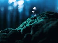 Como substâncias como ayahuasca e LSD podem tratar saúde mental? Entenda