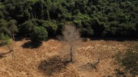 Desmatamento da Amazônia influencia nas mudanças de temperatura? Entenda