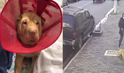 Vídeo: pitbull sem focinheira ataca cadela e assusta moradores em SP