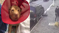 Vídeo: pitbull sem focinheira ataca cadela e assusta moradores em SP