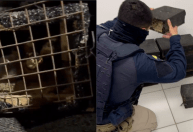 Dois homens são presos transportando 250 aves silvestres ilegalmente no PR