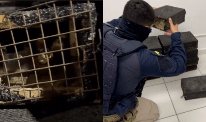 Dois homens são presos transportando 250 aves silvestres ilegalmente no PR