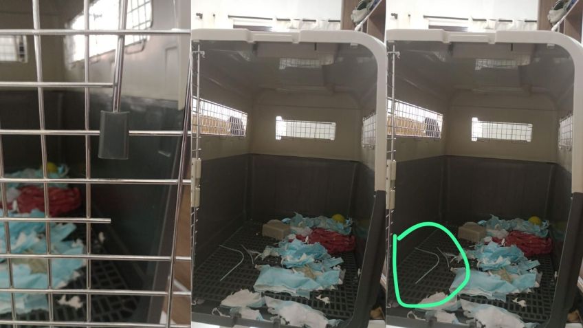 Segundo a tutora, a caixa de transporte estava danificada e tinha apenas um lacre, que já havia sido rompido • Foto: Arquivo pessoal
