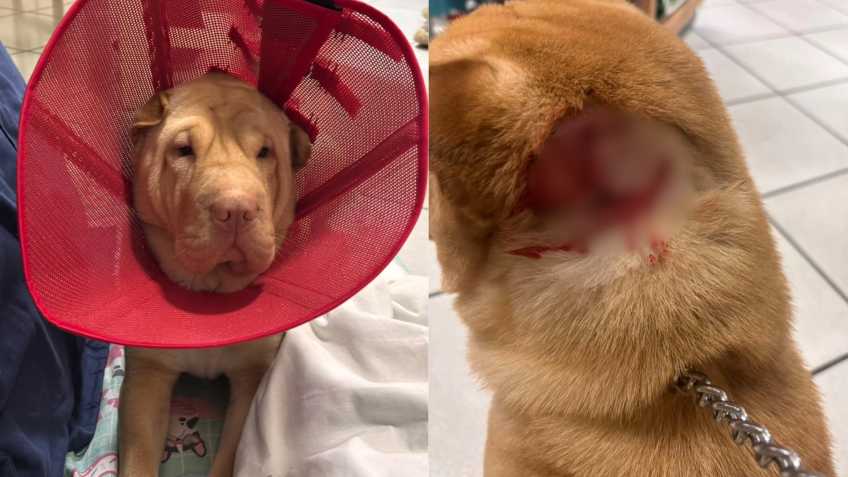 Cachorra Aysha foi ferida após ataque de pitbull em Perdizes • Reprodução/Perdizes Digital