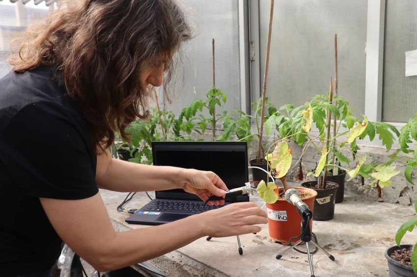 Pesquisadores usaram dispositivos especiais para detectar os sons ultrassônicos emitidos por plantas em perigo • Tel Aviv University via CNN Newsource