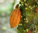 Cacau: o fruto ancestral que deveria ser protagonista na COP30