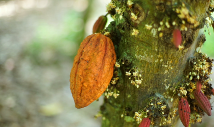 Cacau: o fruto ancestral que deveria ser protagonista na COP30