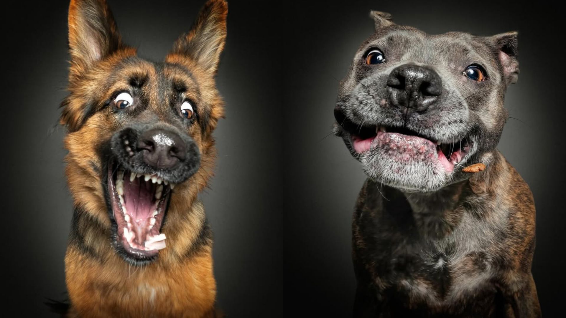 cachorros-caretas-inusitadas-fotografo-vieler