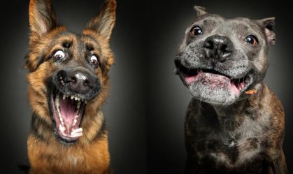 Fotógrafo faz imagens de cachorros em situações inusitadas; veja