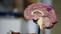 Lesões cerebrais podem afetar comportamento, personalidade e até emoções