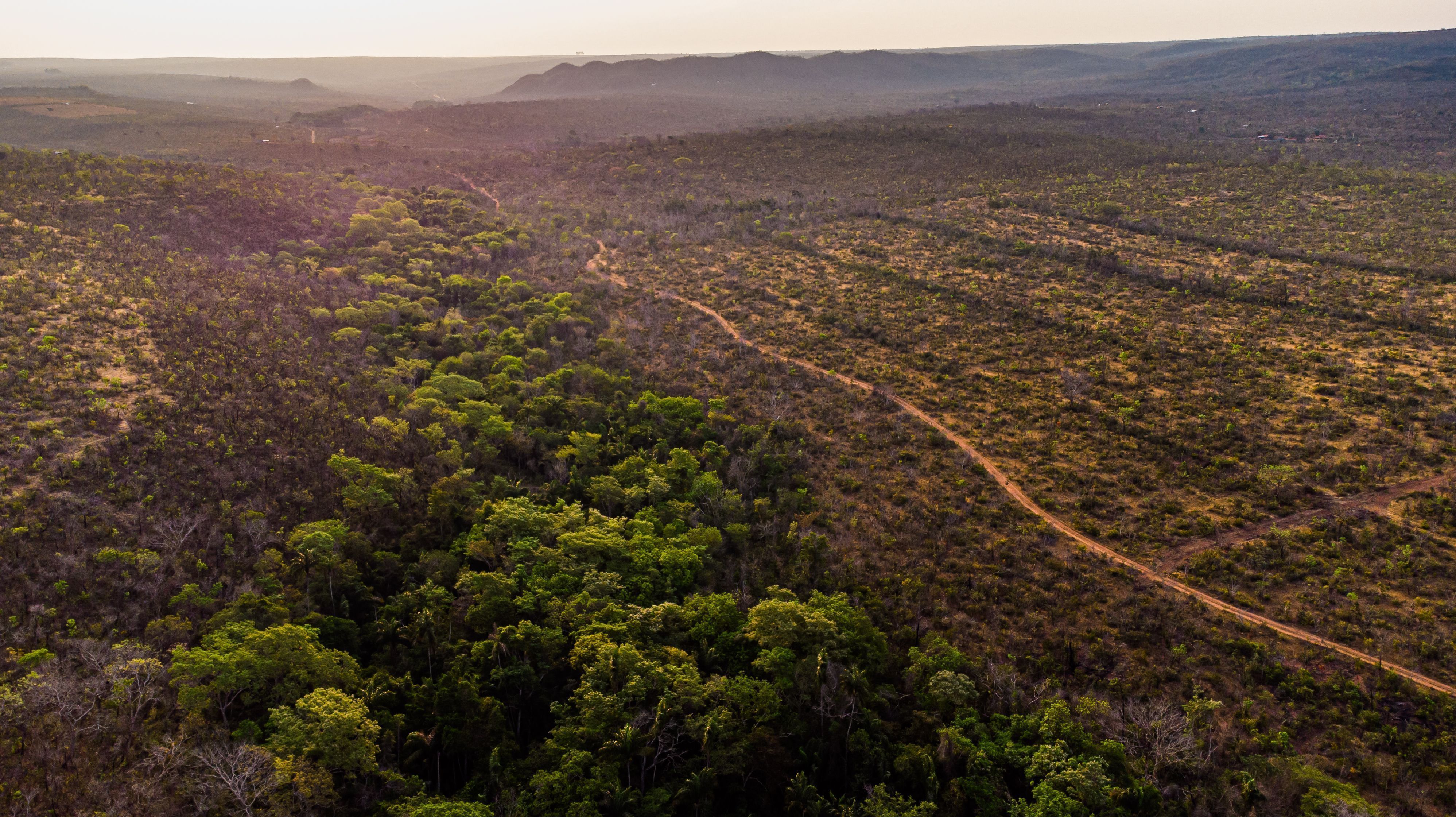 Cerrado (brazilian savanna) and riparian zone