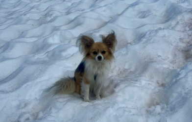 Chihuahua ajuda a resgatar dono preso em geleira na Suíça
