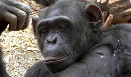 Como humanos, chimpanzés também gostam de seguir tendências, diz estudo