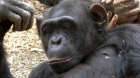 Como humanos, chimpanzés também gostam de seguir tendências, diz estudo