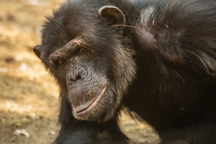 Um chimpanzé macho adulto exibe o mesmo comportamento em um santuário florestal para grandes primatas resgatados