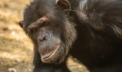 Estudo derruba ideia do macho alfa dominante entre primatas; entenda